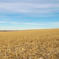 Roscoe Pivot and Grass-Absolute Auction images 4