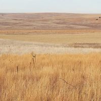 Roscoe Pivot and Grass-Absolute Auction images 5