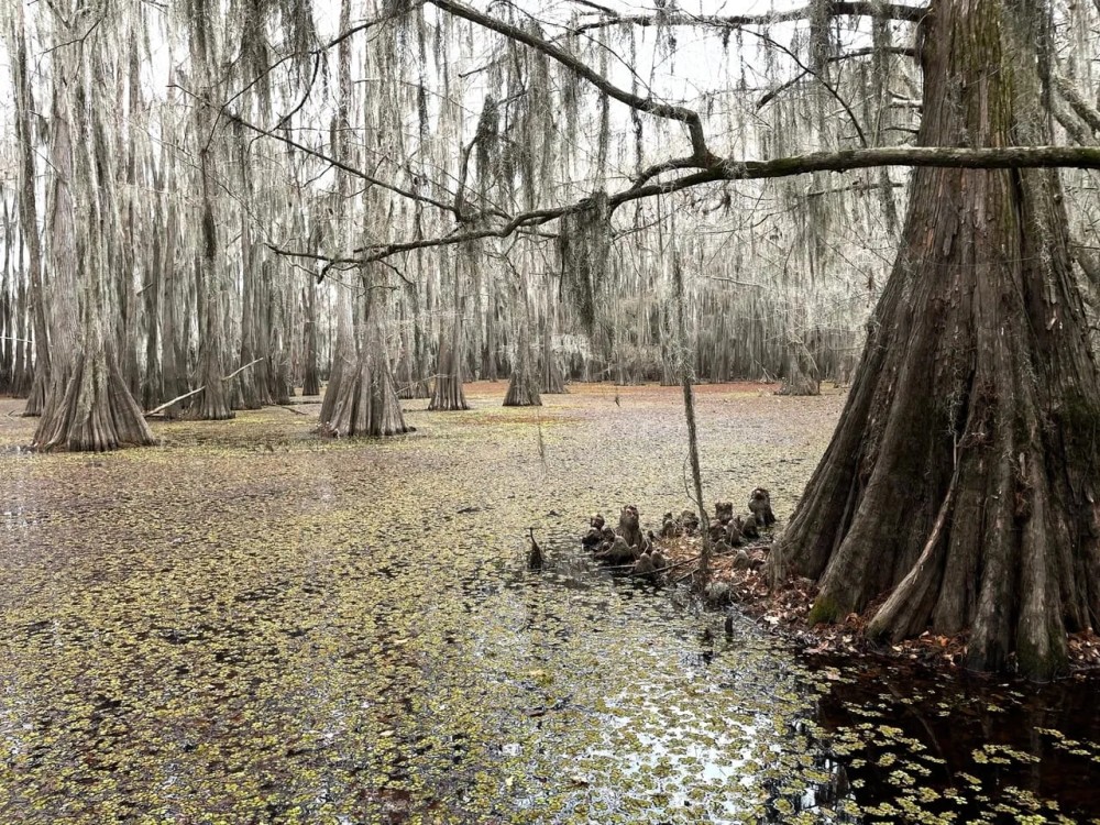 Cypress Bayou 364 DD featured image