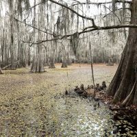 Cypress Bayou 364 DD