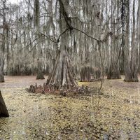 Cypress Bayou 364 DD images 2