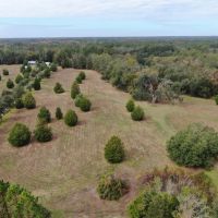 Coachwhip 13 Acres images 2