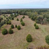 Coachwhip 13 Acres images 3