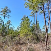 69 Acres Off JB Pride Road images 3