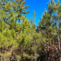 69 Acres Off JB Pride Road images 4