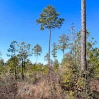 69 Acres Off JB Pride Road images 5