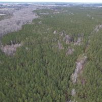 100 acres of Hunting Recreational and Timber Land For Sale in Surry County VA images 2