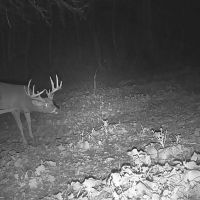 Hunting Land for sale in Crawford County WI images 2