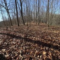 330 - acres Recreational Hunting Land images 2