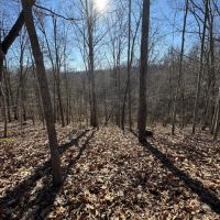 330 - acres Recreational Hunting Land images 4