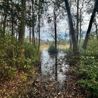 Coachwhip 21.5 Acres images 5