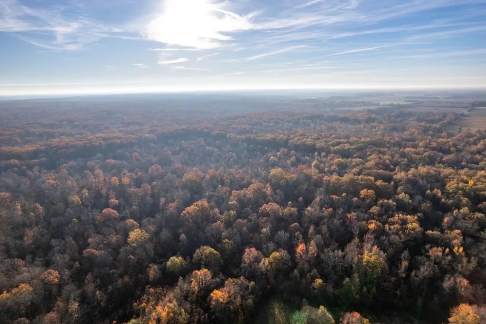 National Forest Woods featured image