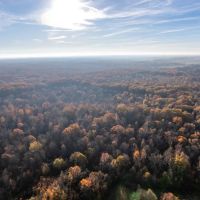 National Forest Woods