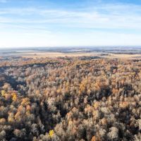 National Forest Woods images 5