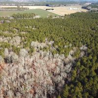 32 acres of Timber Land for Sale in Accomack County VA images 4