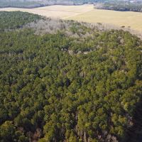 32 acres of Timber Land for Sale in Accomack County VA images 5
