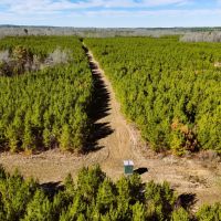 1 110 Acres in Jasper County MS images 2