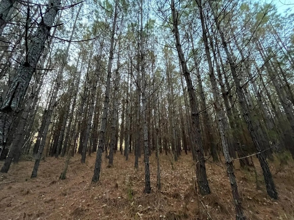 Splunge Creek featured image
