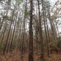 LA - Caldwell 20 acres -