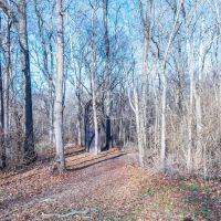 24.4 Acre Tract with Tillable and Rock Bottom Creek for Sale Monroe County images 4