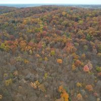 98.1 Acre Wooded Hunting Tract for Sale Ralls County images 4