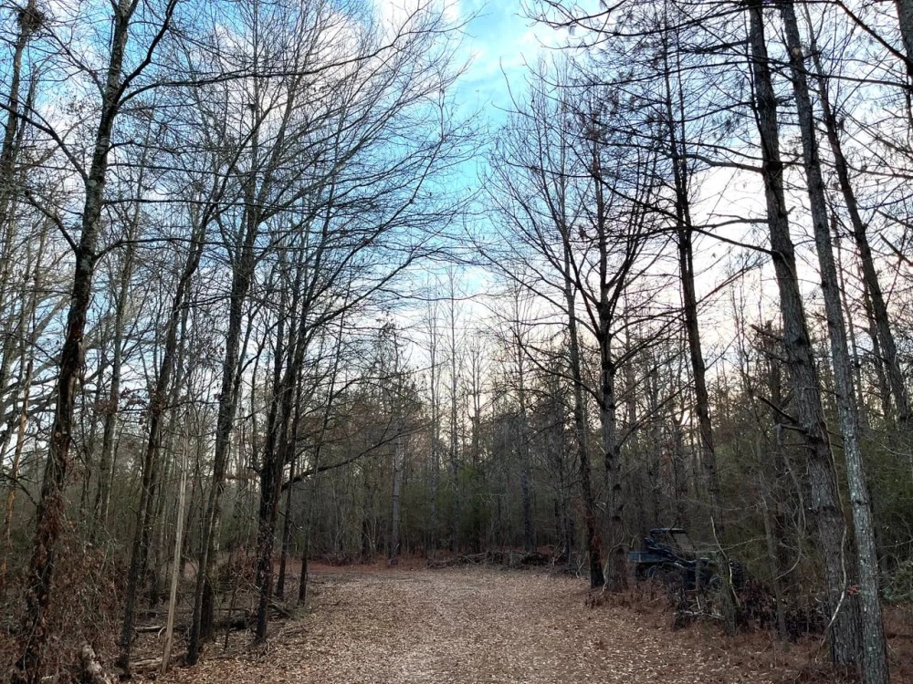 337 Acres of Fine Hunting Land with Income in West Carroll Parish featured image