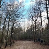337 Acres of Fine Hunting Land with Income in West Carroll Parish