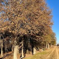 337 Acres of Fine Hunting Land with Income in West Carroll Parish images 2