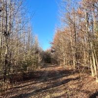 337 Acres of Fine Hunting Land with Income in West Carroll Parish images 3