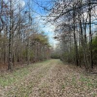 337 Acres of Fine Hunting Land with Income in West Carroll Parish images 4