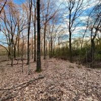 337 Acres of Fine Hunting Land with Income in West Carroll Parish images 5