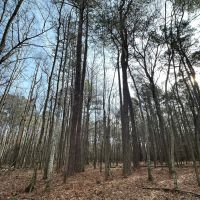 12 Acres in Choctaw County MS