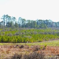 9.5 Acres of Rural Land for Sale in Pike County MS