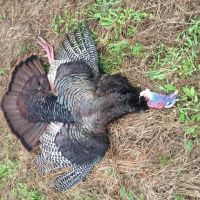 Beaufort County NC Ultimate Hunting Estate Ducks Bucks images 3