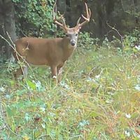 Beaufort County NC Ultimate Hunting Estate Ducks Bucks images 4