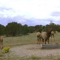 Mule Shoe Ranch images 2