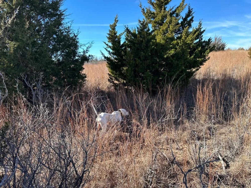 Pechin Ranch featured image