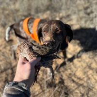 Pechin Ranch images 5