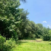 38 Acres Washington Parish images 2