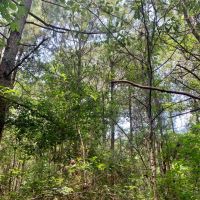 38 Acres Washington Parish images 3