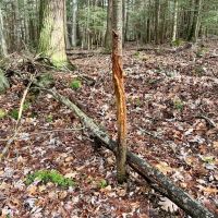 Canaan Church Rd. Fayette County - 50 acres images 3