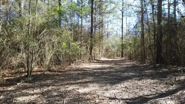 Five 15 Acre Lots in Copiah County in Wesson MS featured image