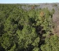 Five 15 Acre Lots in Copiah County in Wesson MS images 5
