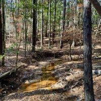 Land for Sale Amite County MS - 80 Acres Timberland images 2