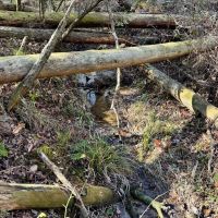 Land for Sale Amite County MS - 80 Acres Timberland images 5