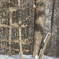 21 Acres - For Sale in Monroe County IN images 4