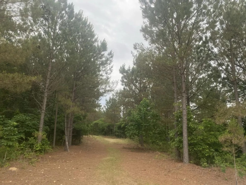 Wayne Co. TN Recreational and Timber Tract featured image