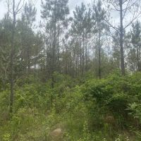 Wayne Co. TN Recreational and Timber Tract images 3