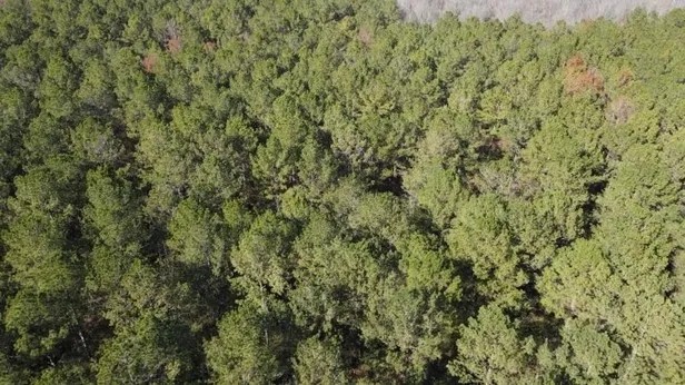 85 Acres in Copiah County in Wesson MS featured image