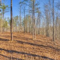60.4 surveyed hunting recreational acres located in DeKalb County Tennessee images 3